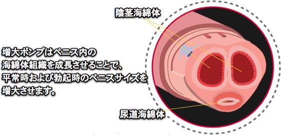 成長 ペニス